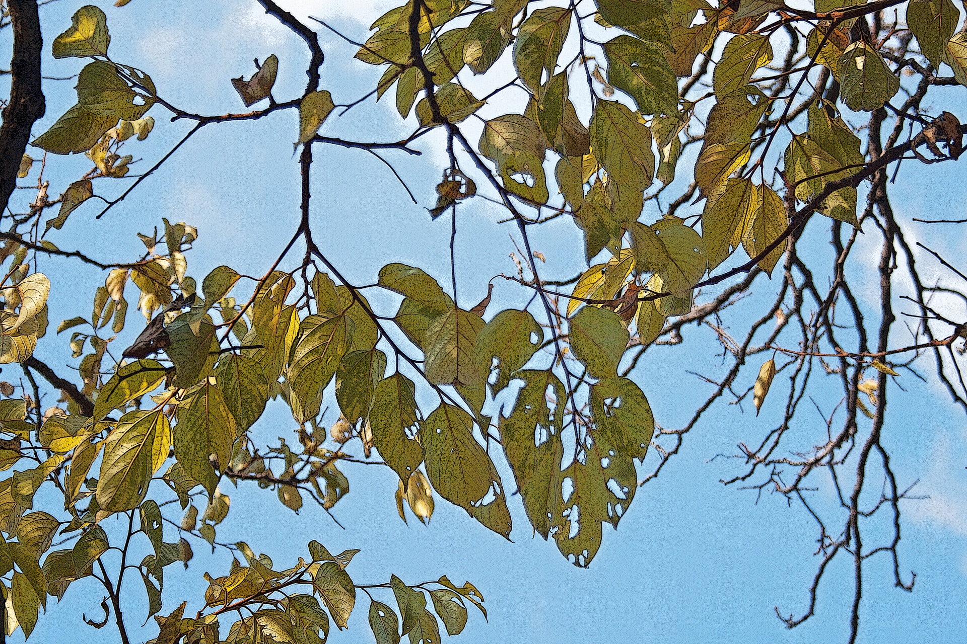 tree leaves yellow free photo