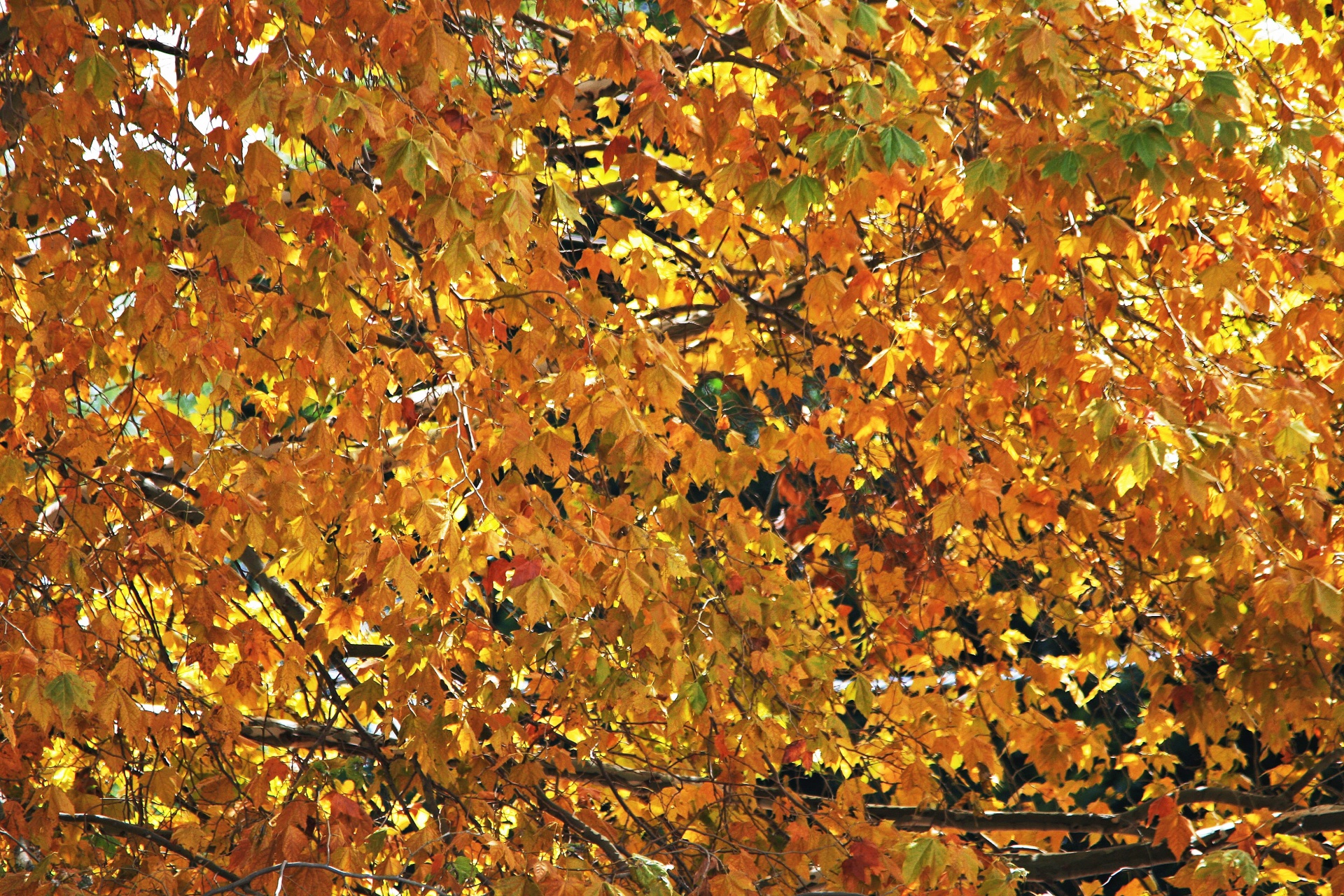 tree covered leaves free photo