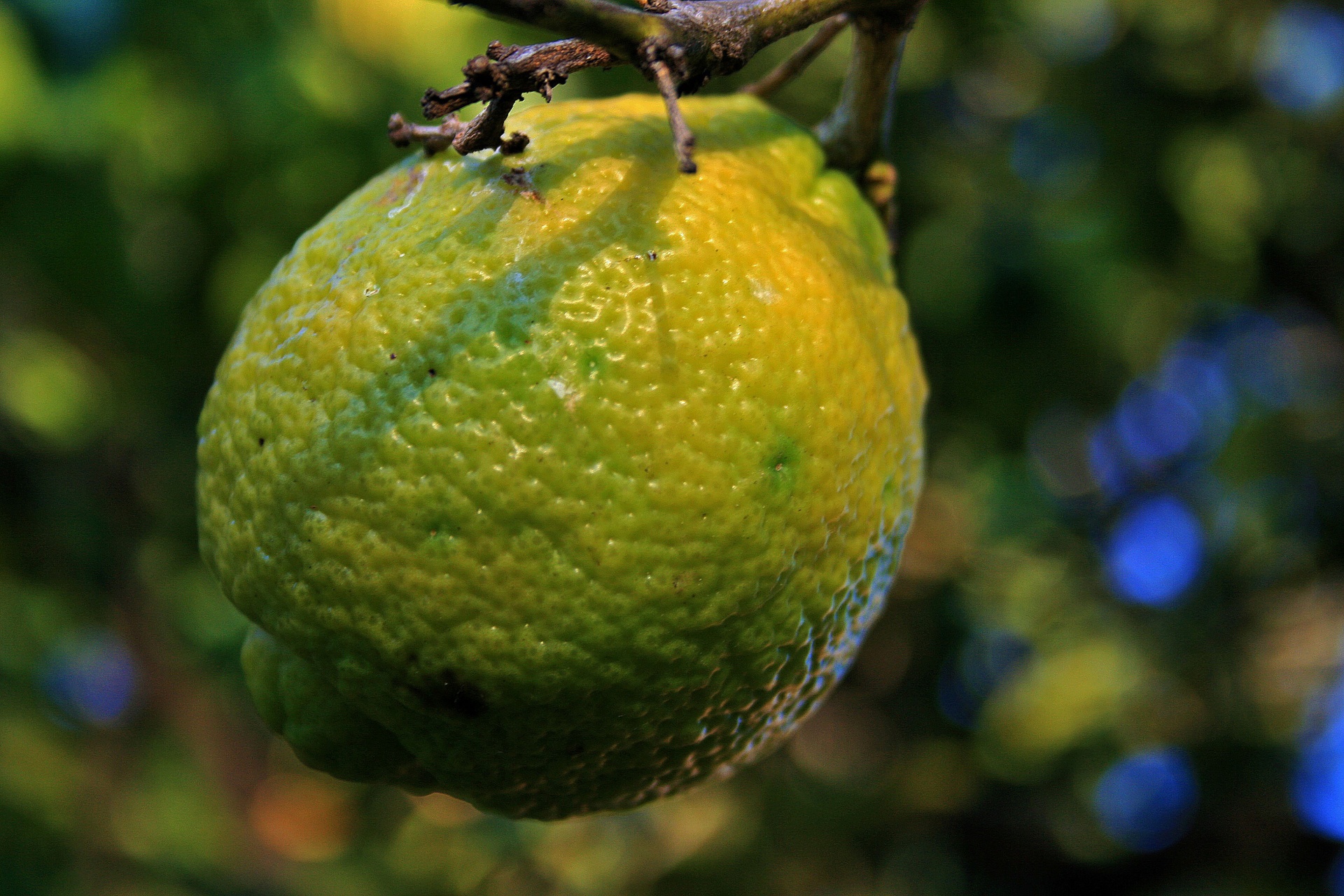 fruit citrus lemon free photo