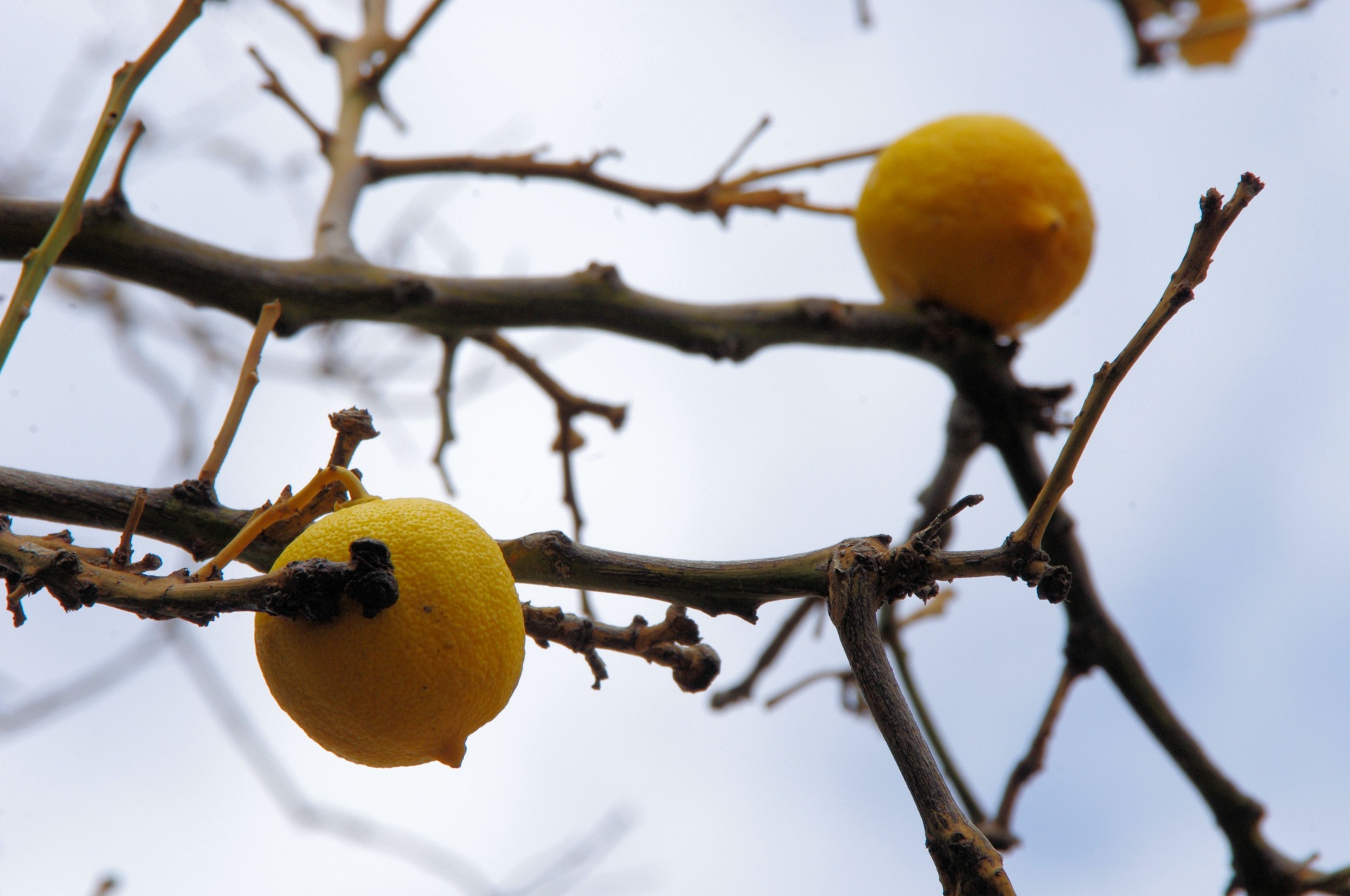 yellow lemon tree free photo