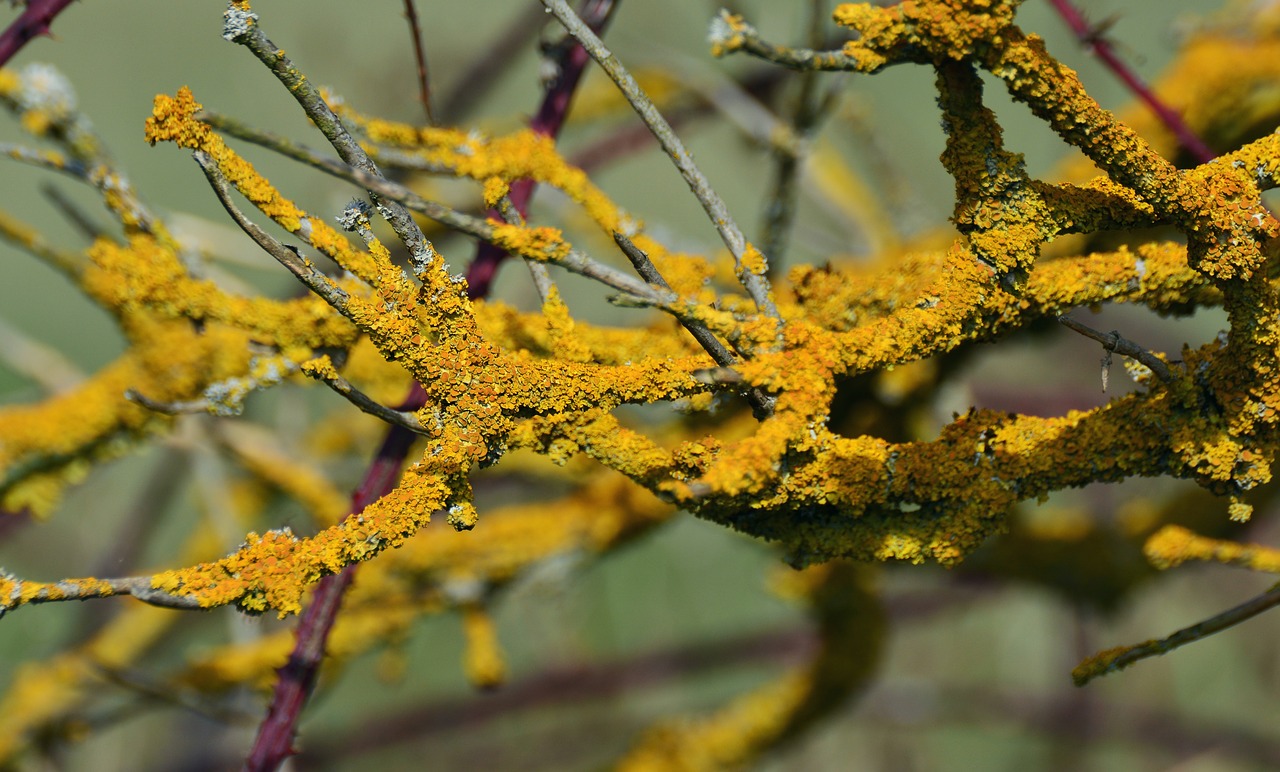 yellow lichen weave laubflechte free photo