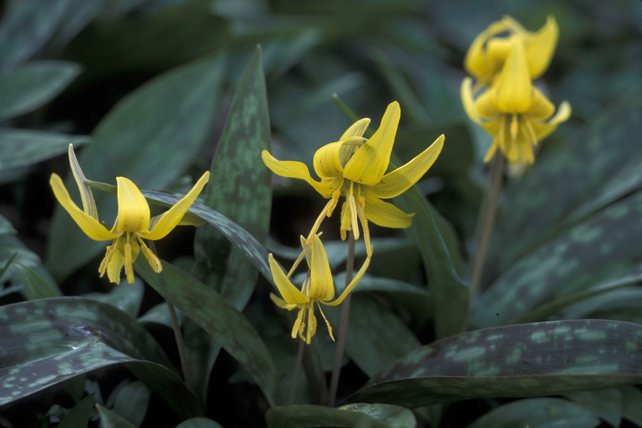 lys yellow blooming flowers free photo
