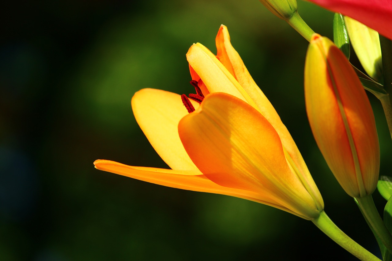 yellow lilies konya lily free photo