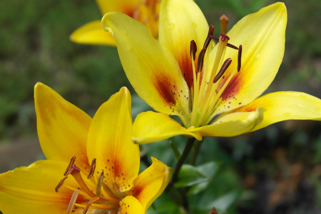 yellow lilly flower yellow free photo