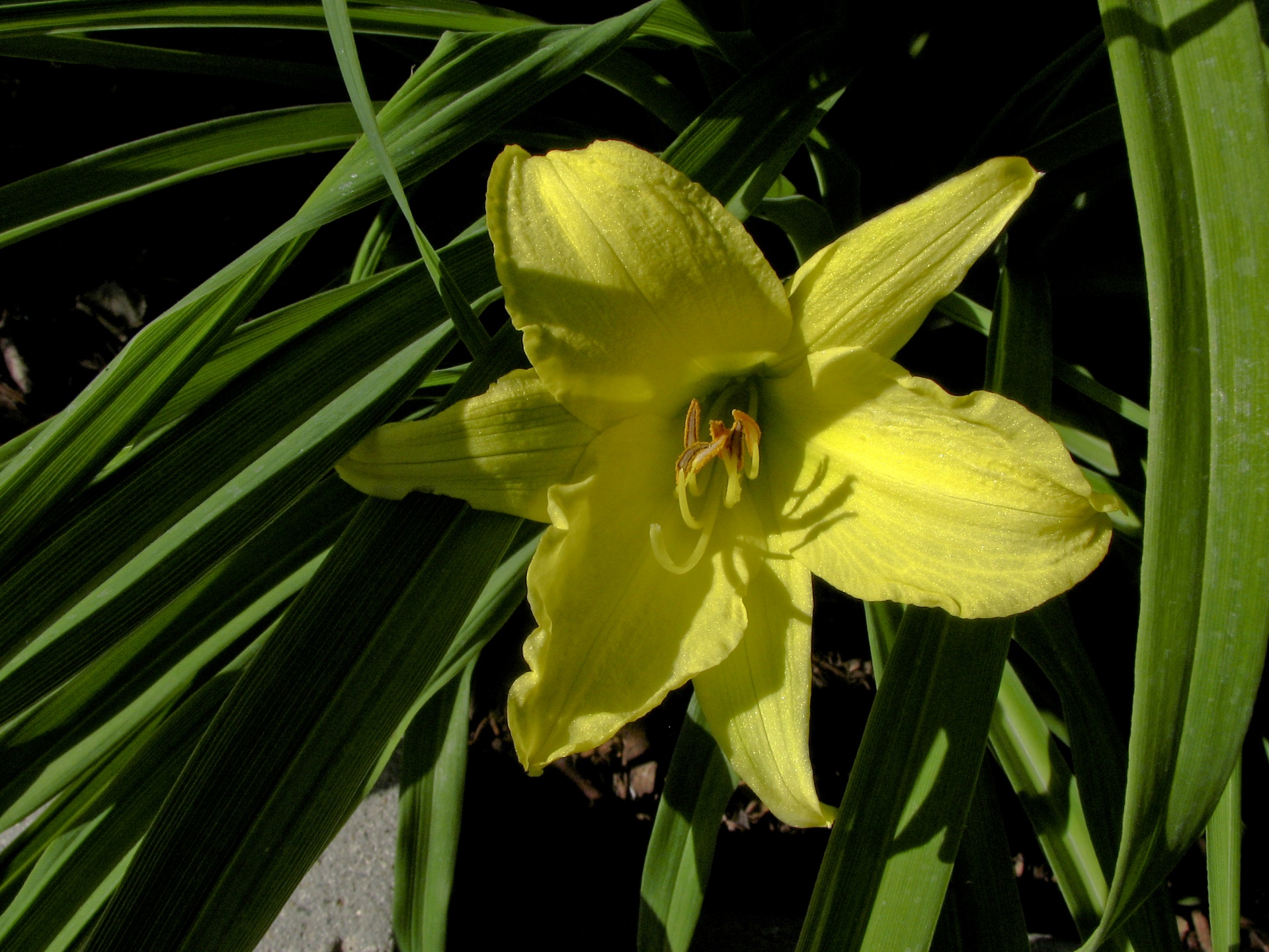 flower lily green free photo