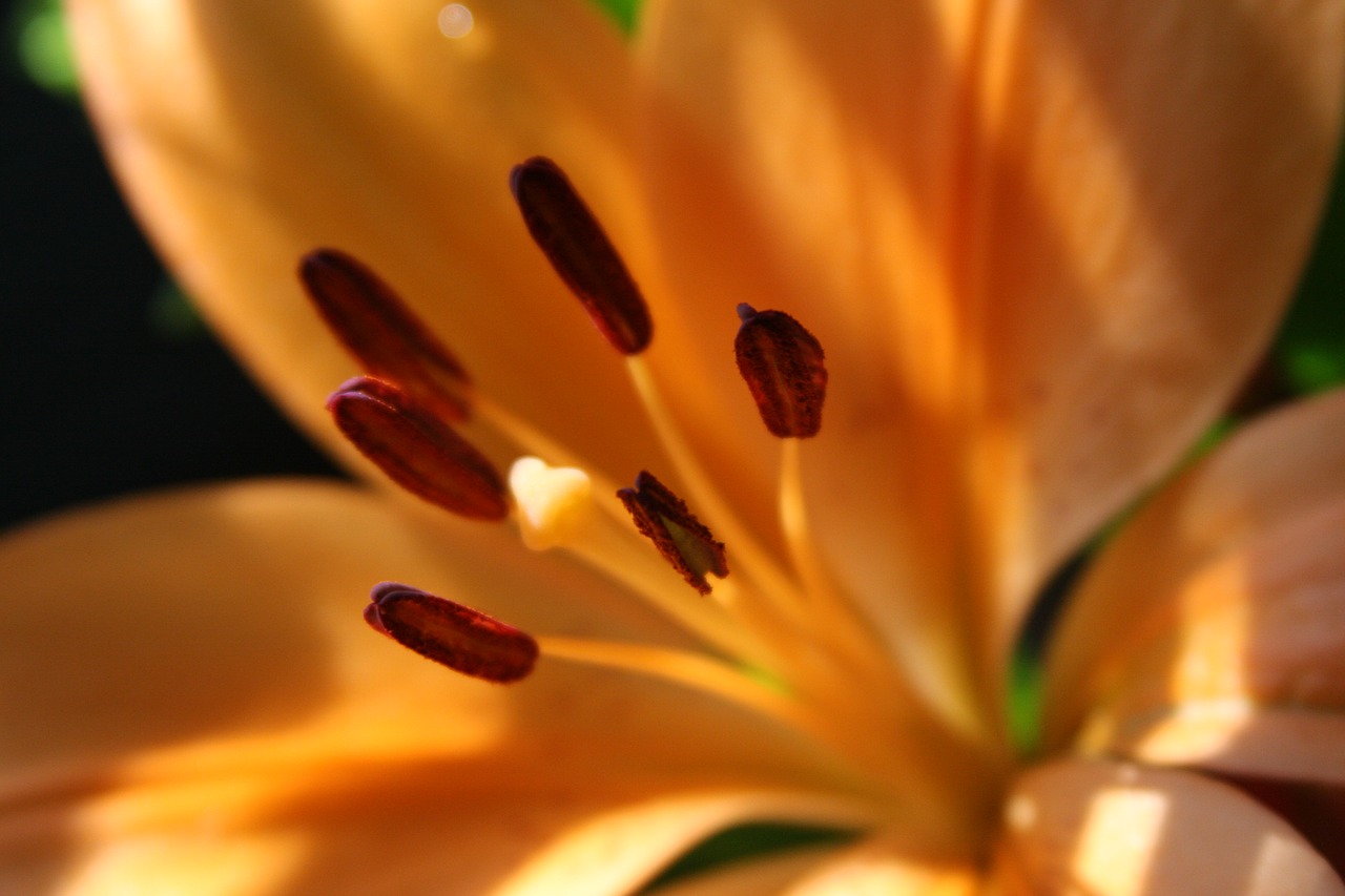 yellow lily close-up yellow lilly flower free photo