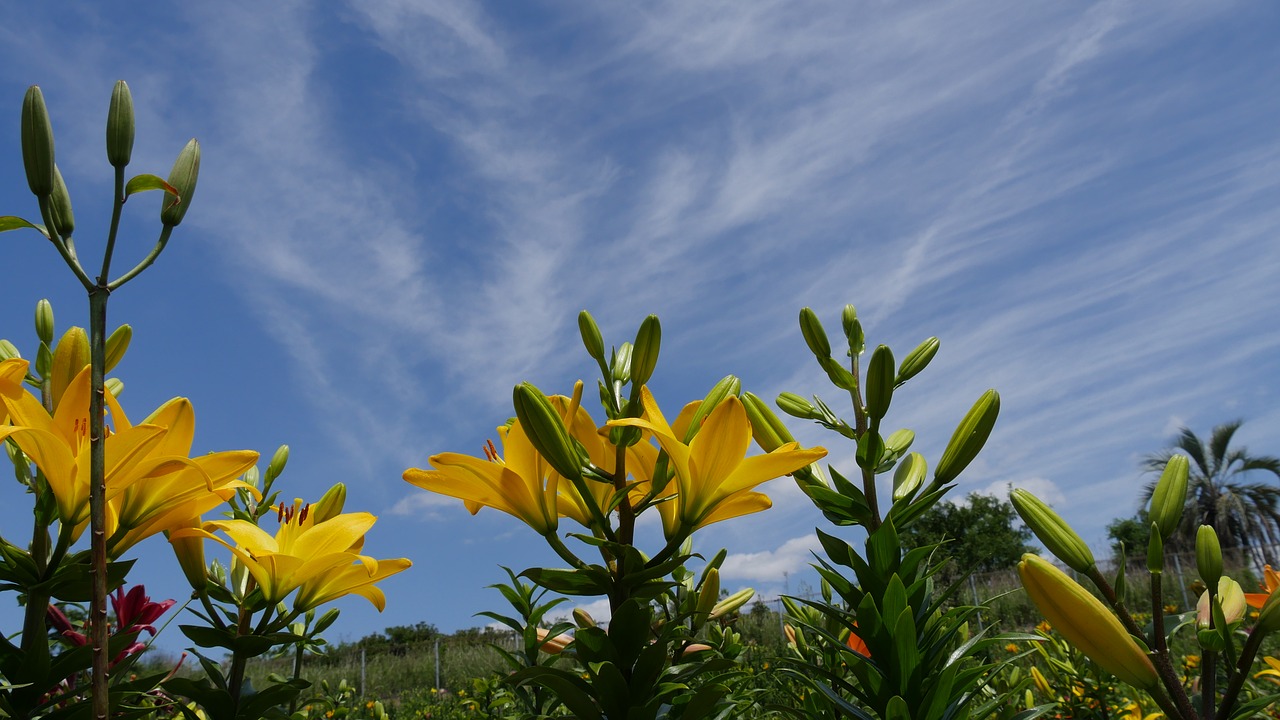 yellow lily all lily and sky free photo