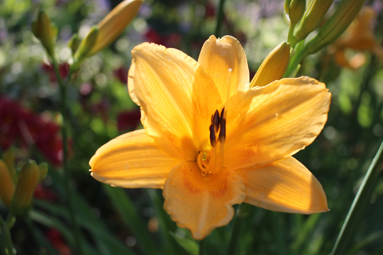 yellow lily  flower  yellow free photo