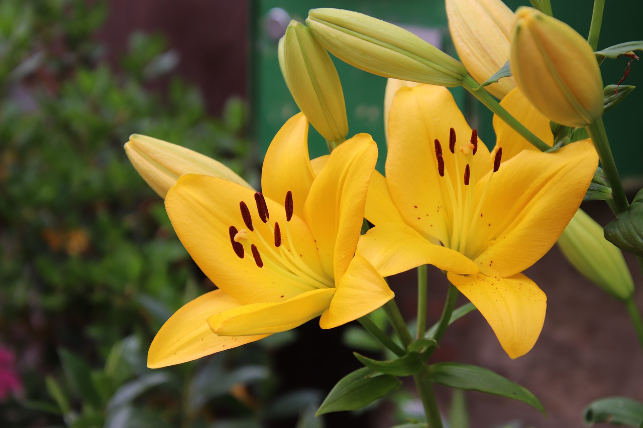 yellow lily  flowers  plants free photo