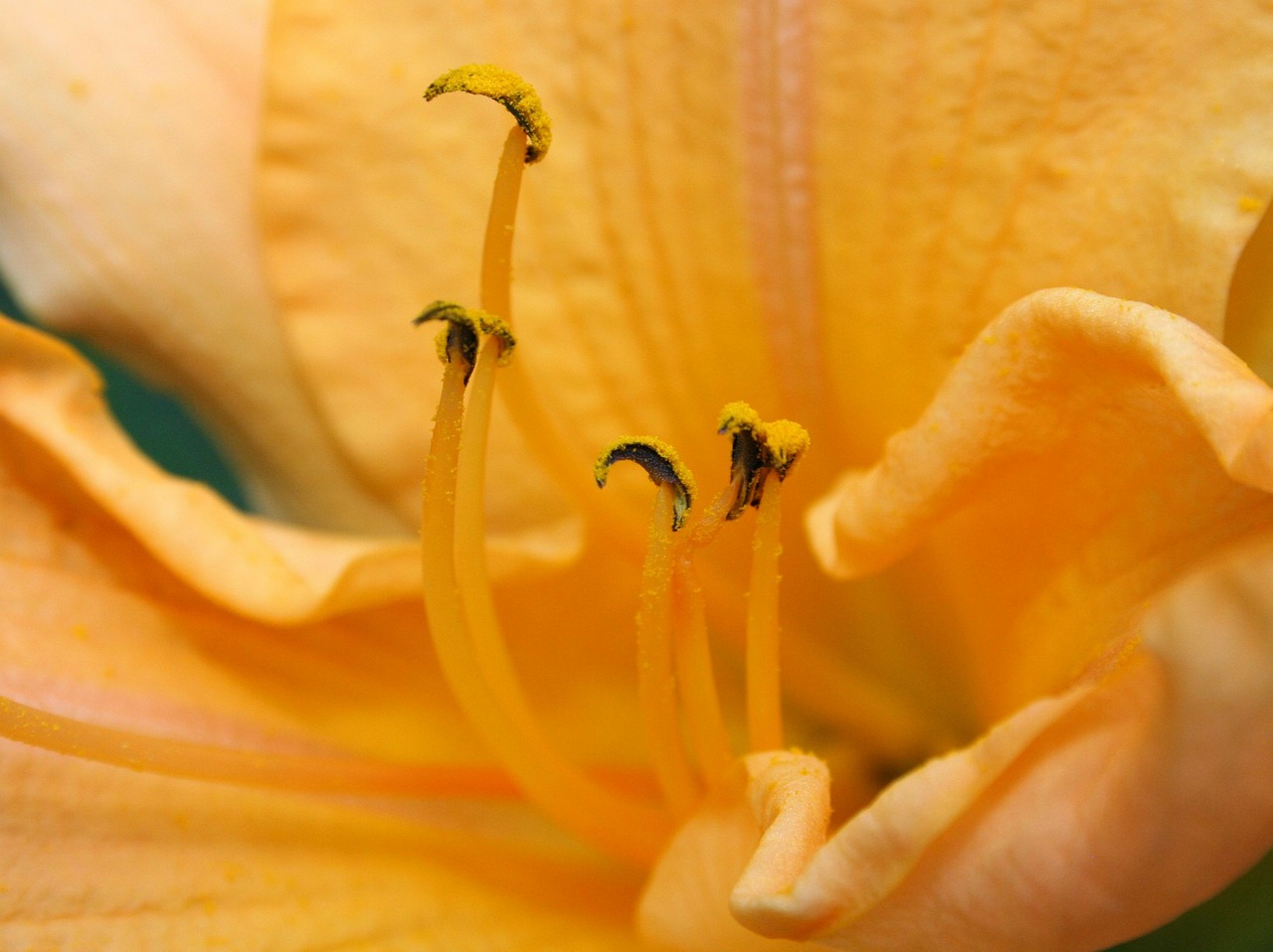 yellow lily stamen pollen free photo