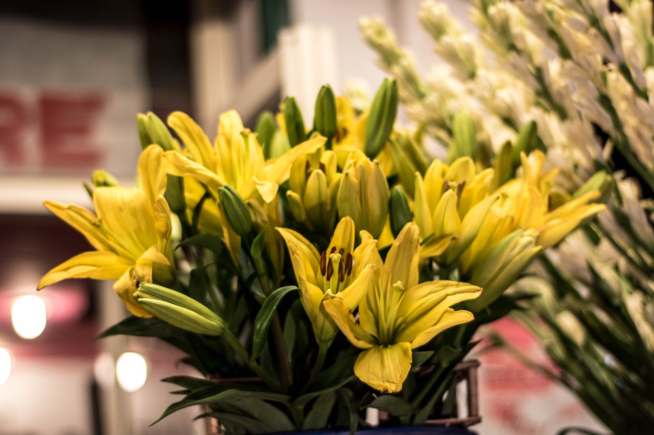 yellow lily flower yellow free photo