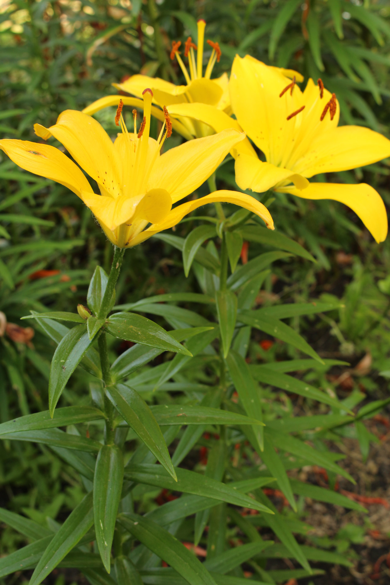 yellow lily flowers free photo