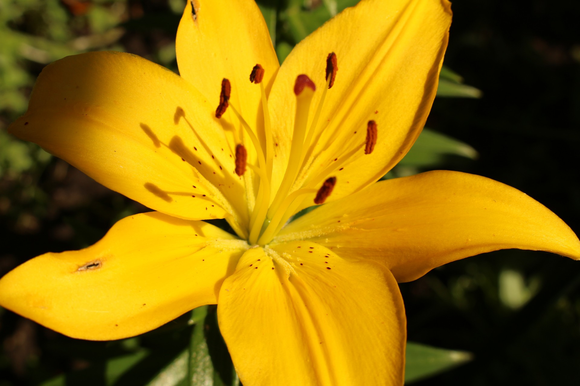 yellow lily flowers free photo