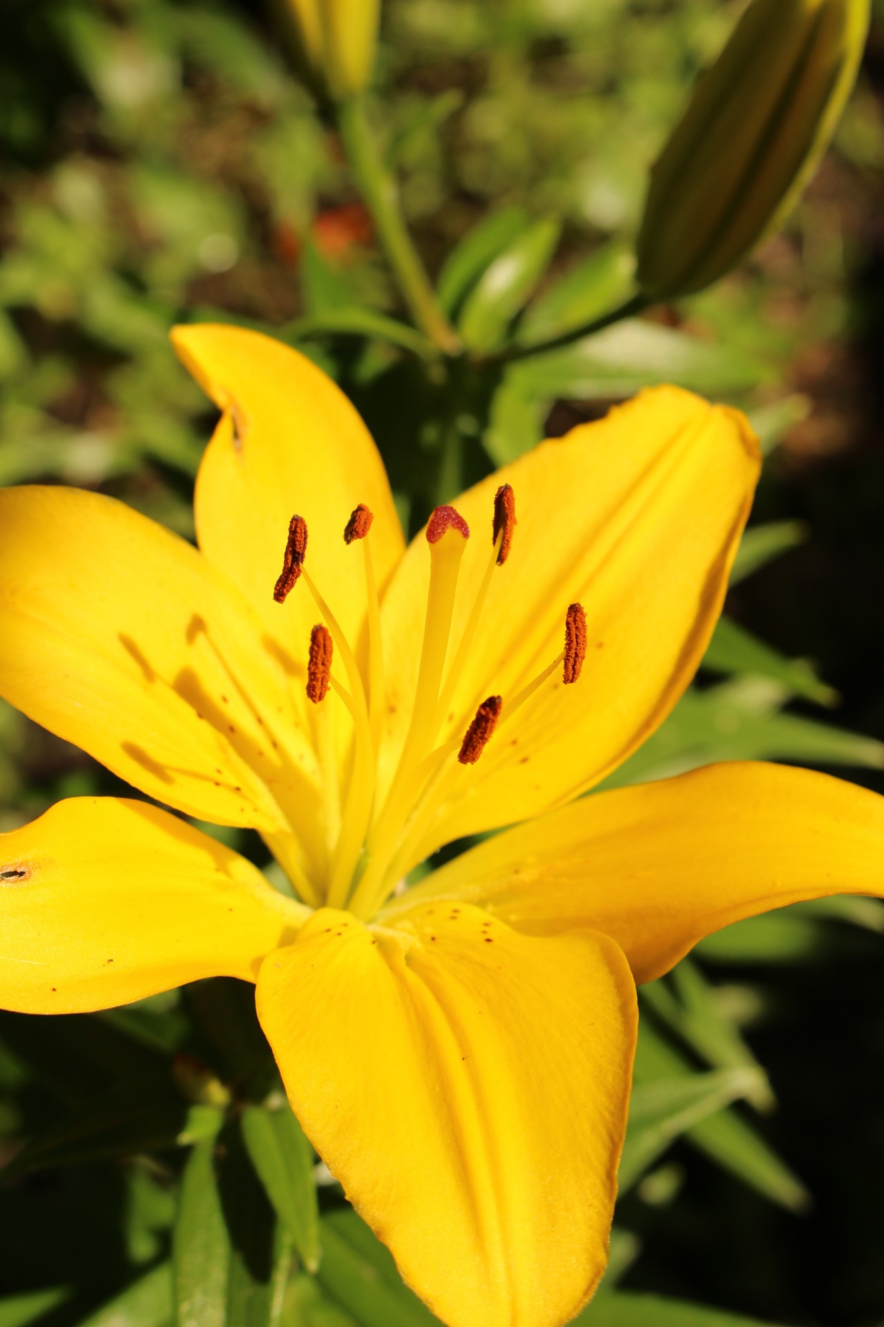 yellow lily flowers free photo