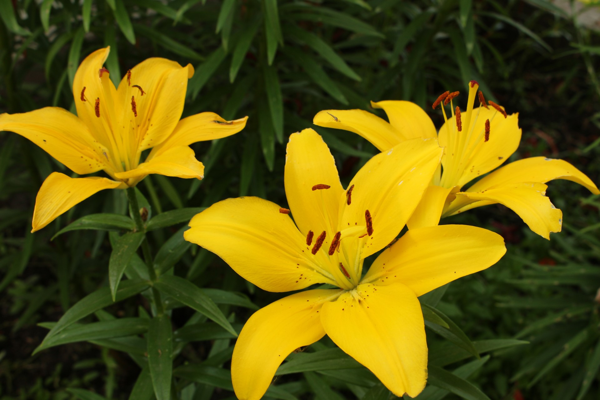 yellow lily flowers free photo