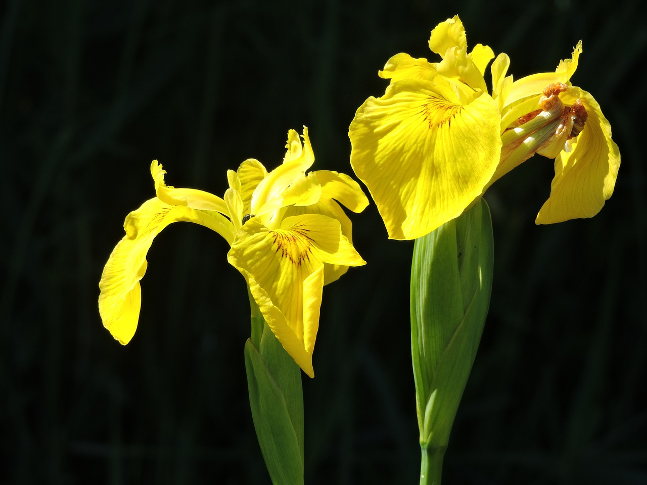 yellow lis water plant yellow free photo