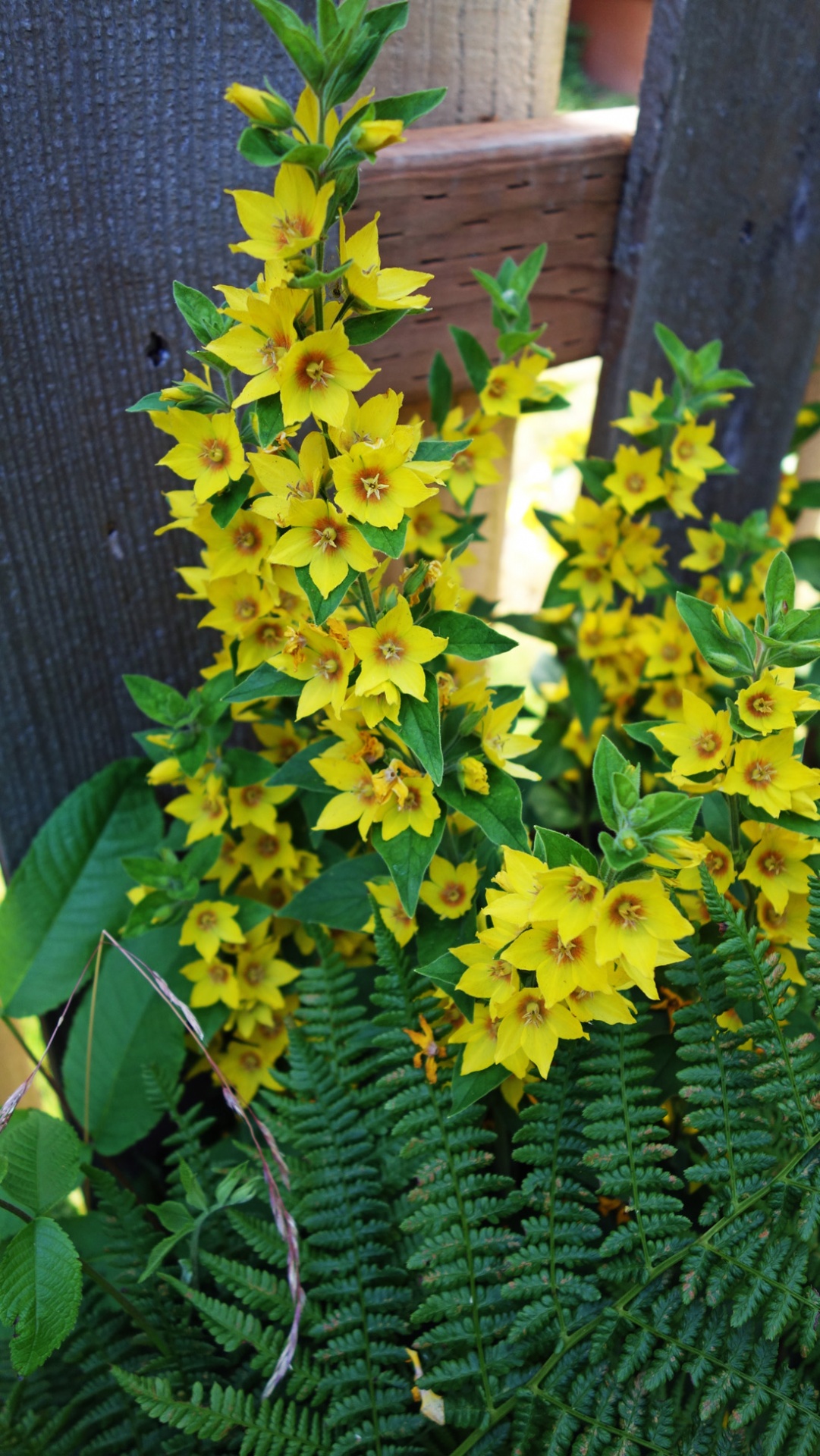 flowers yellow flowers loosestrife free photo