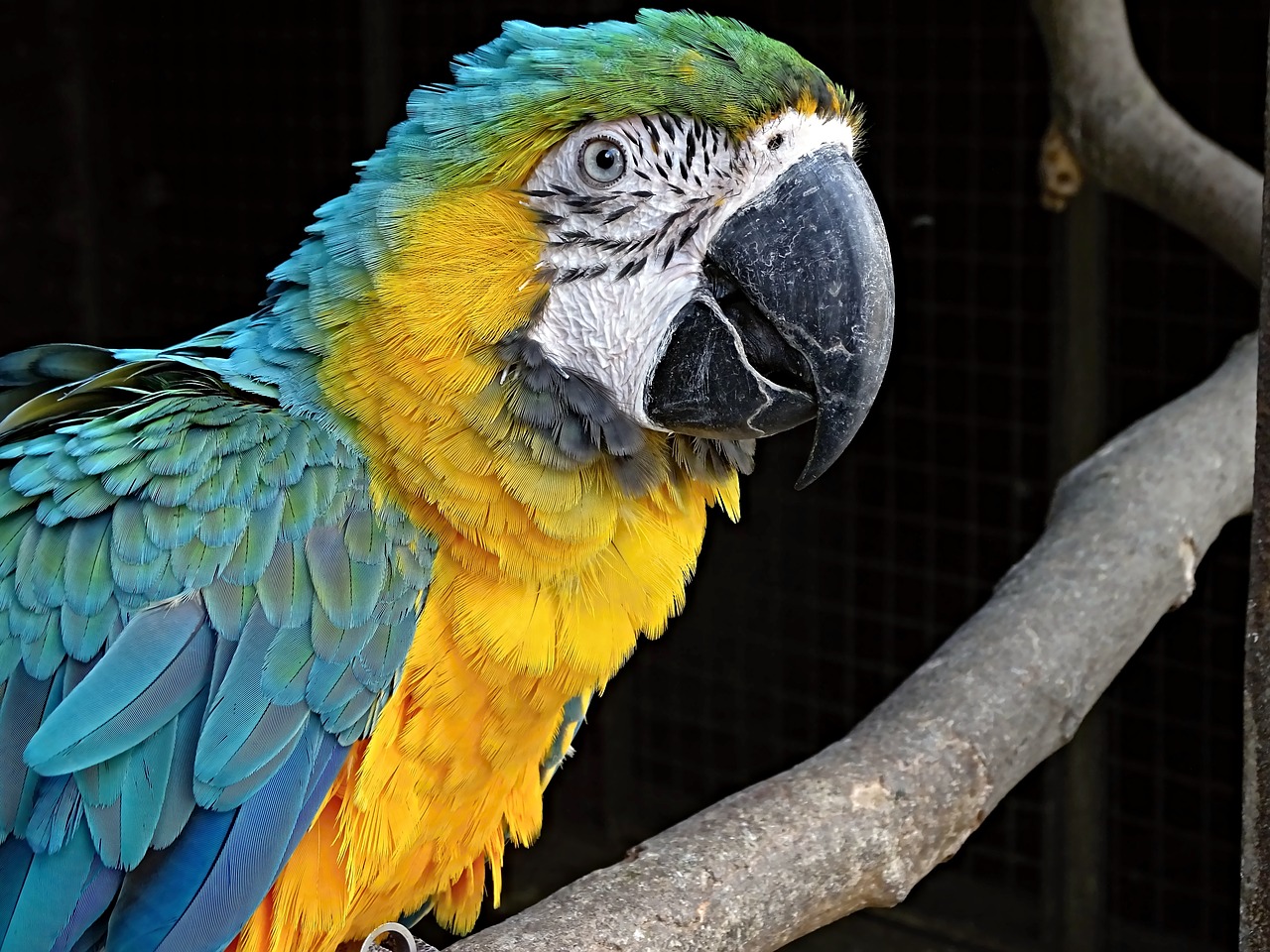 yellow macaw ara bird free photo