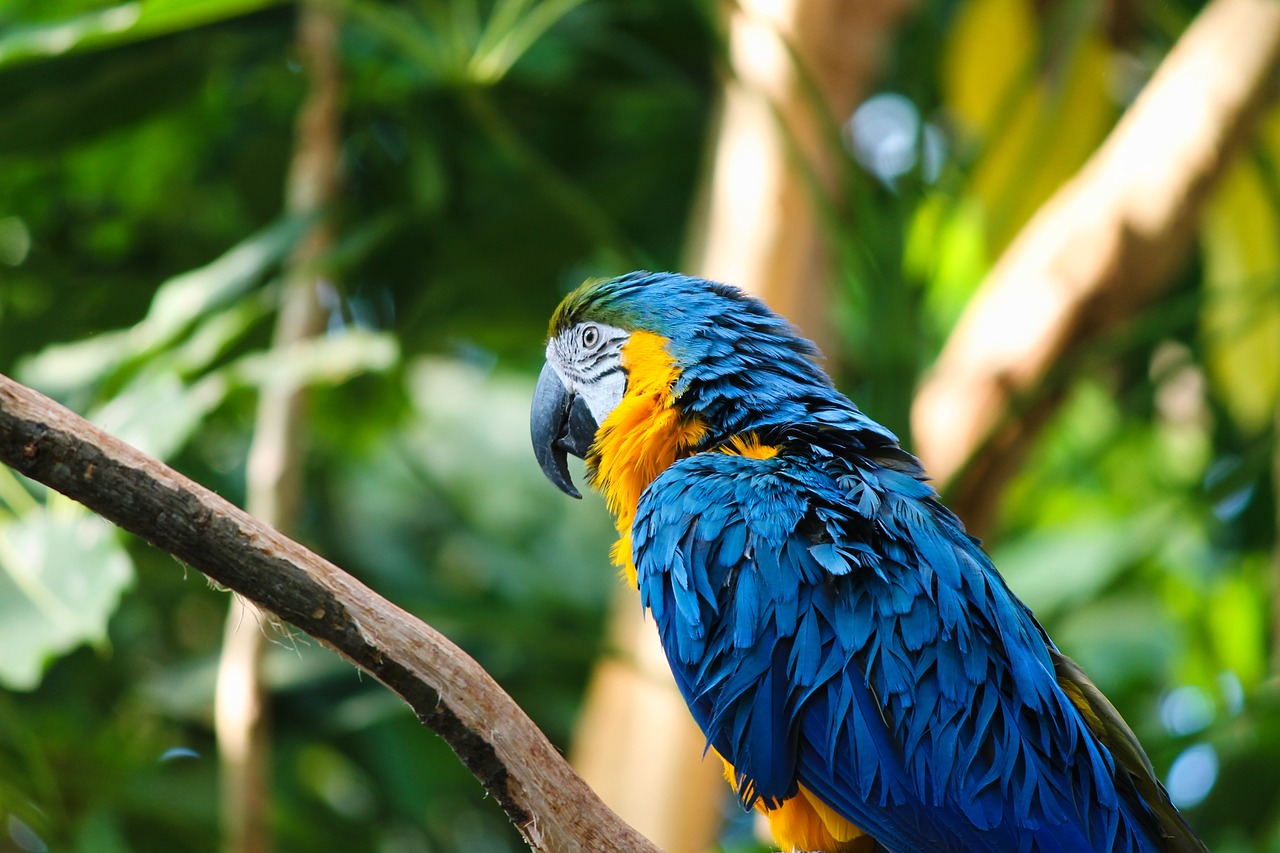 yellow macaw  ara  bird free photo