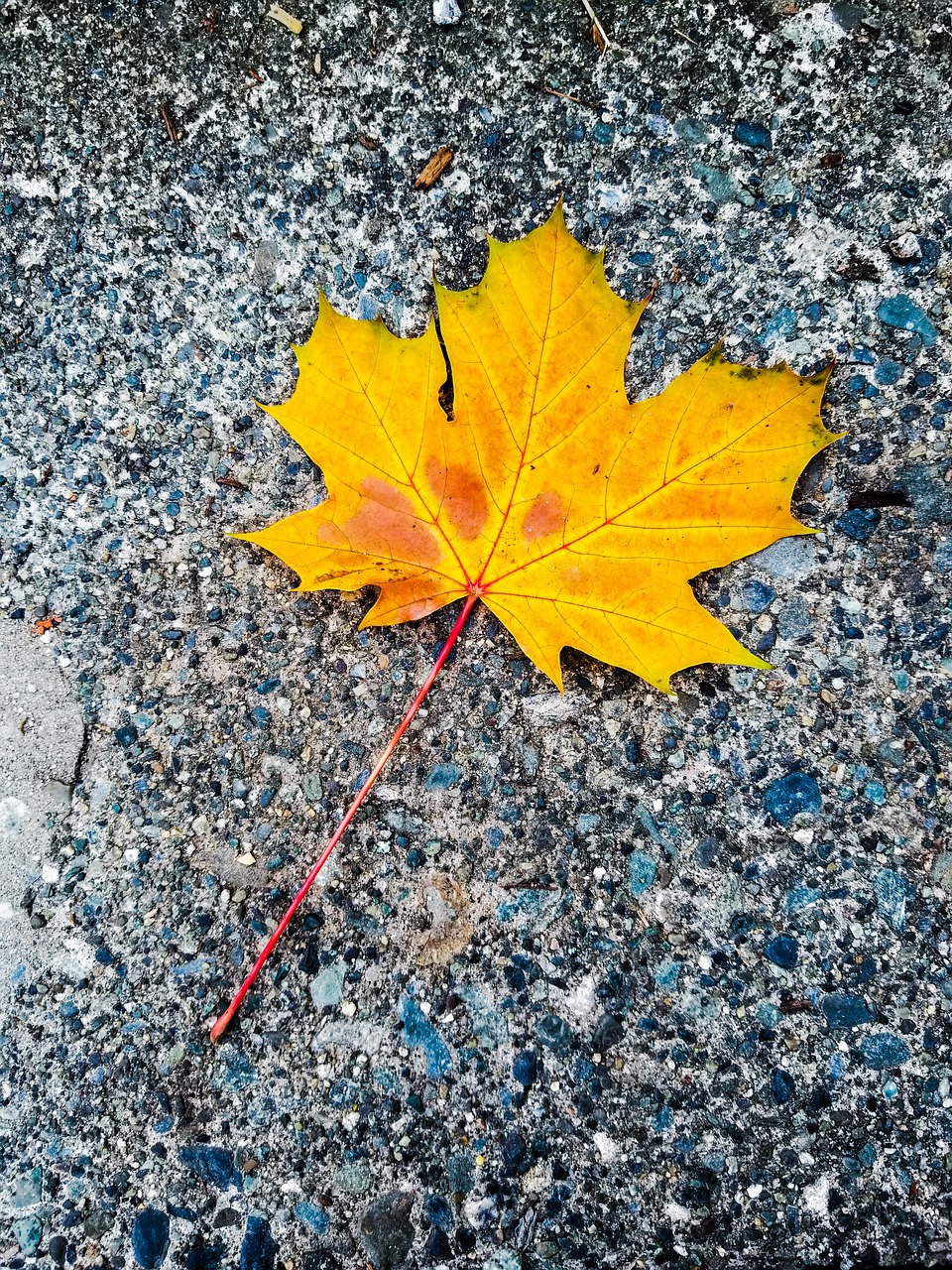 yellow maple leaf autumn autumn collection free photo