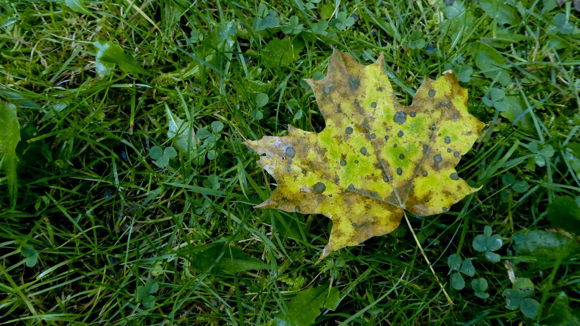 yellow maple leaf free photo