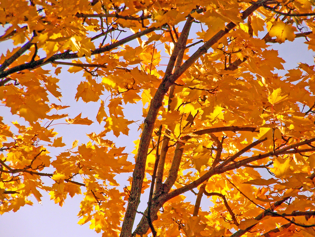 yellow maple tree free photo