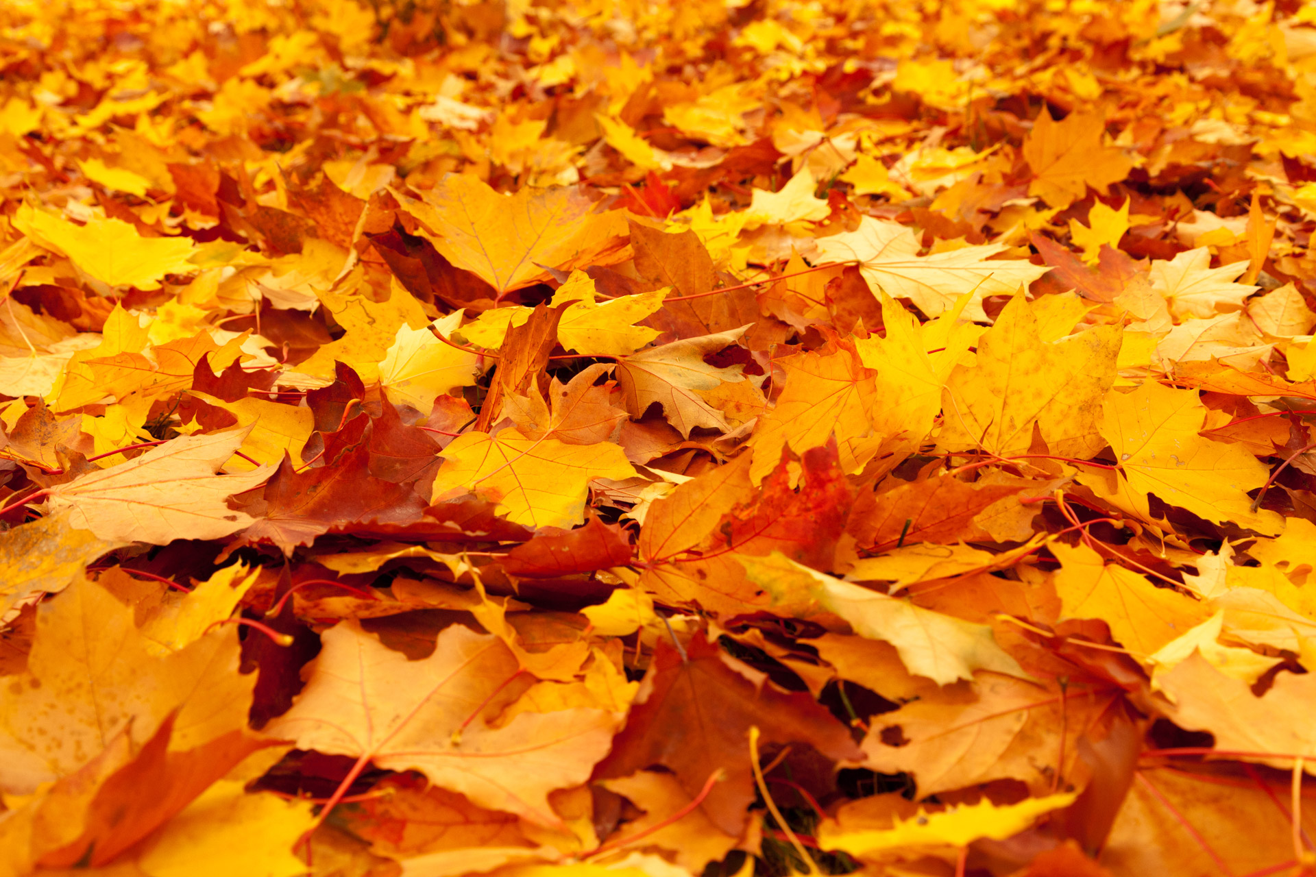 autumn background color free photo