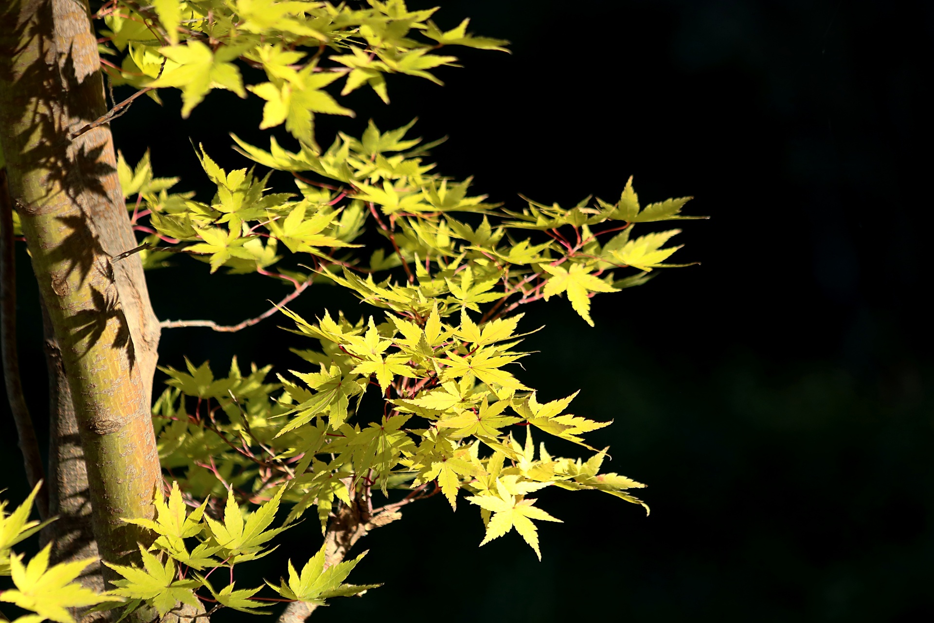 nature plants trees free photo