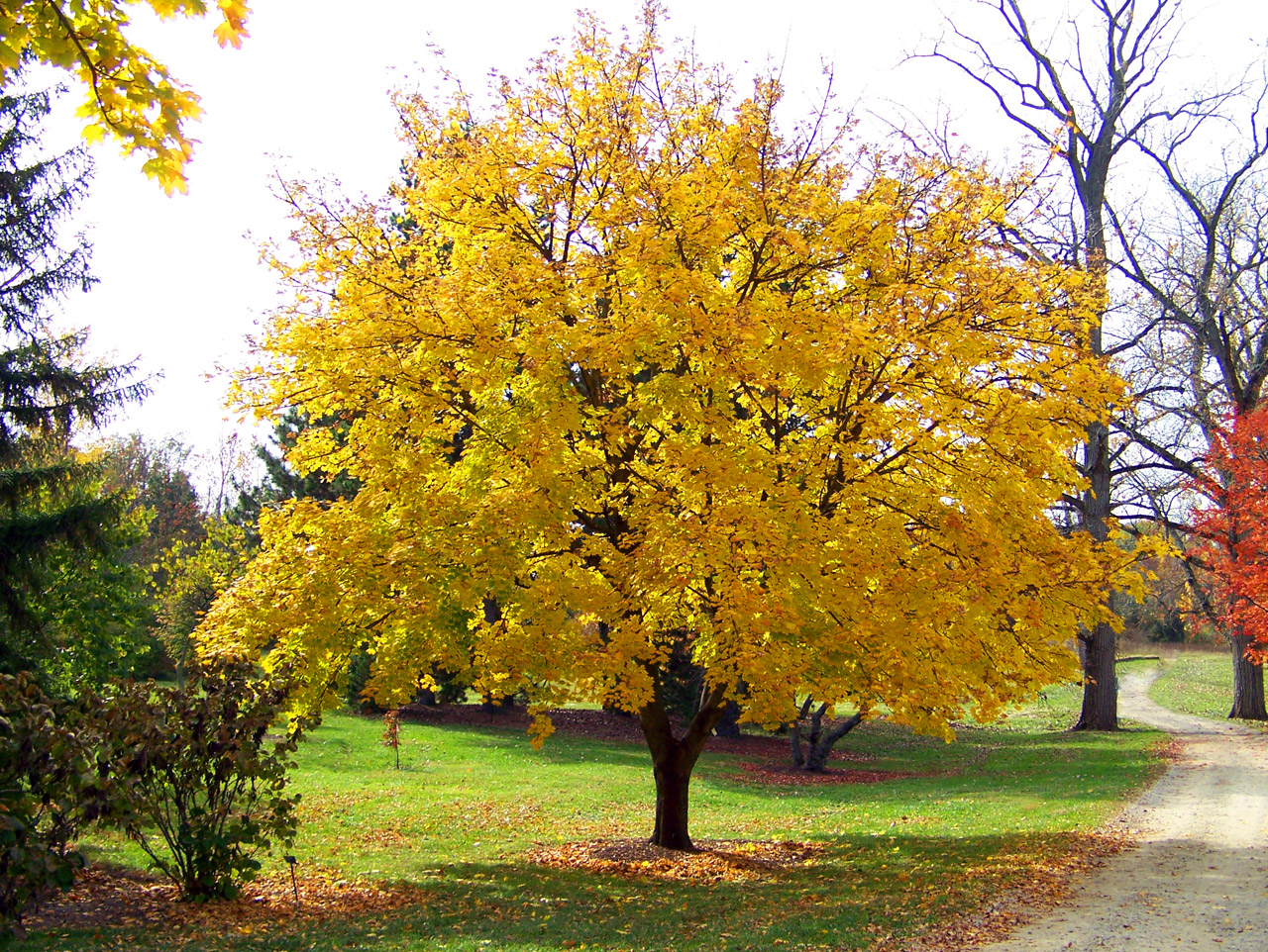 yellow maple tree free photo