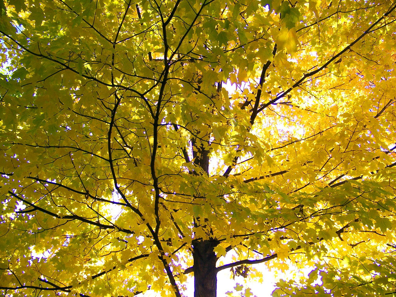 yellow maple tree free photo