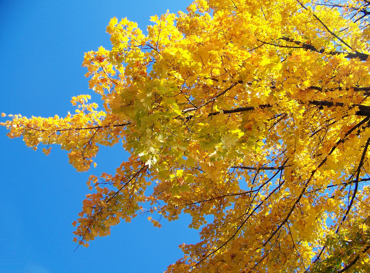 yellow maple tree free photo