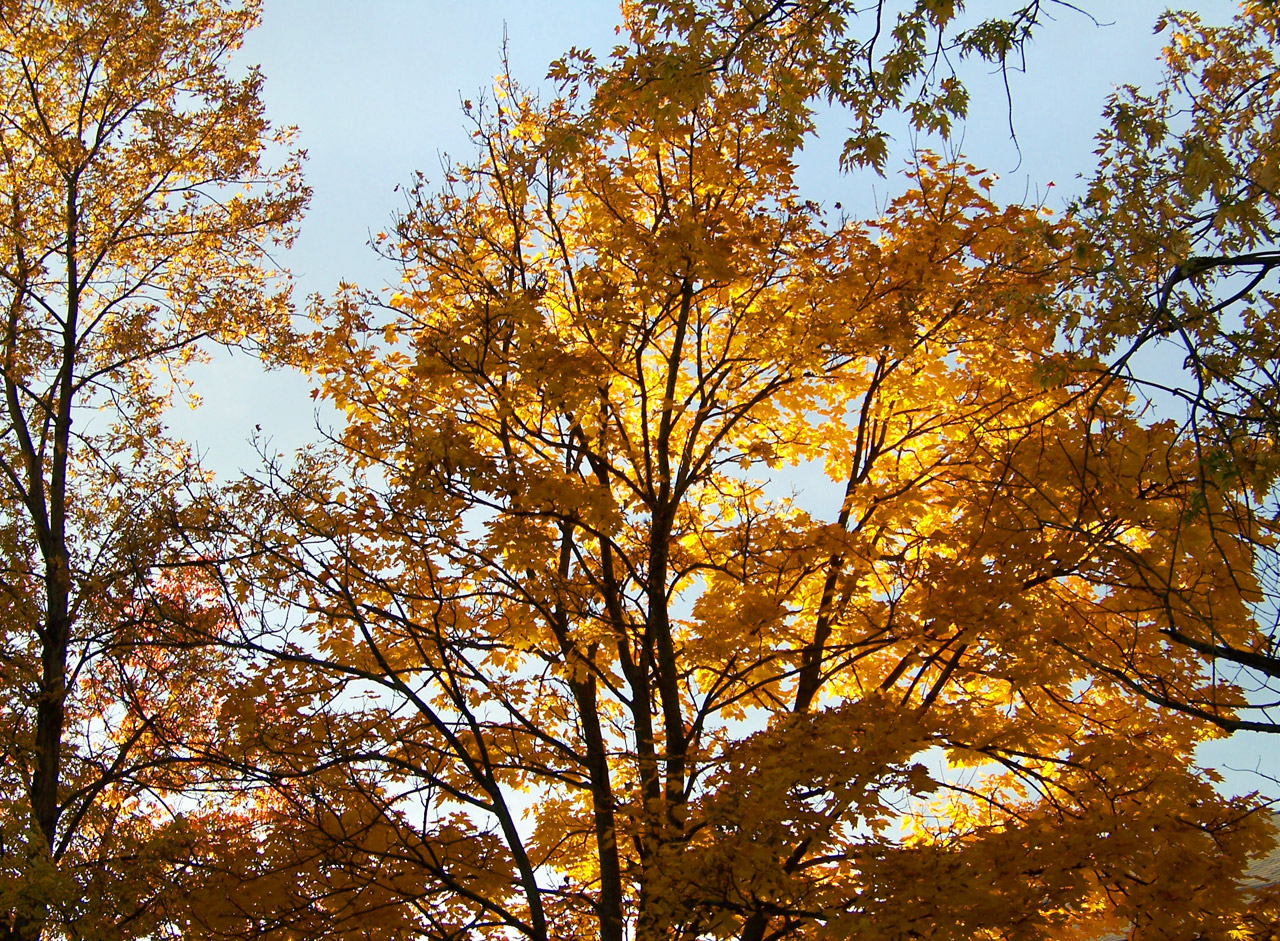 yellow maple tree free photo