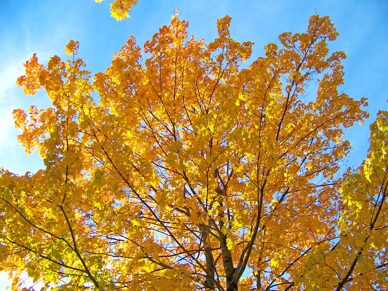 yellow maple tree free photo