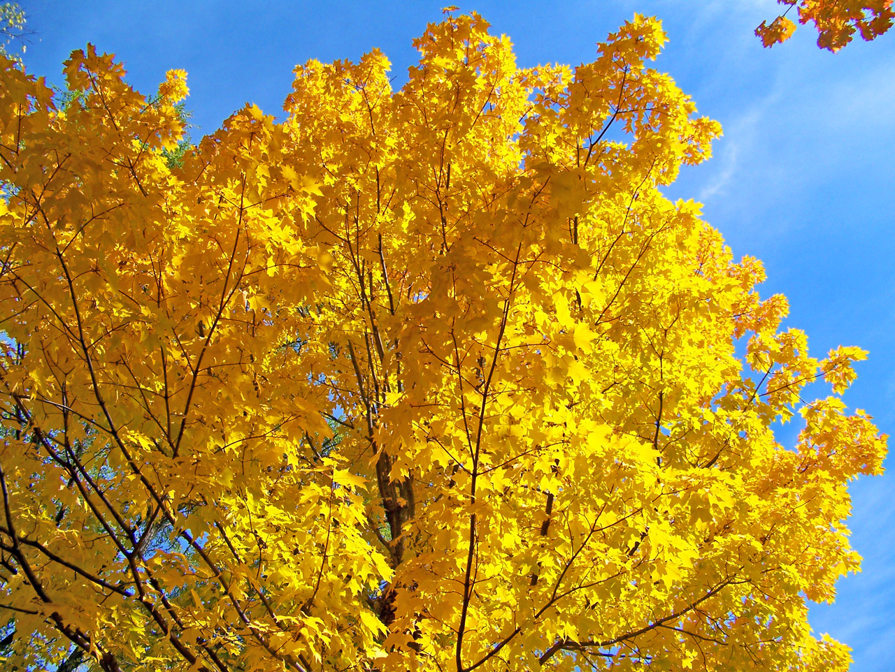 yellow maple tree free photo