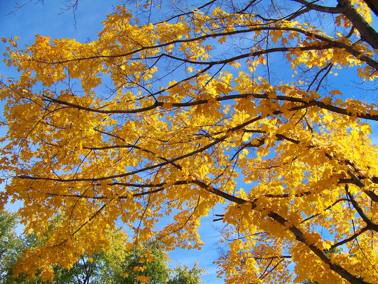 yellow maple tree free photo