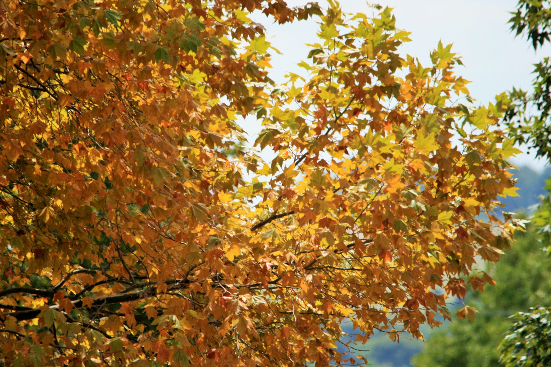 trees maple leaves free photo