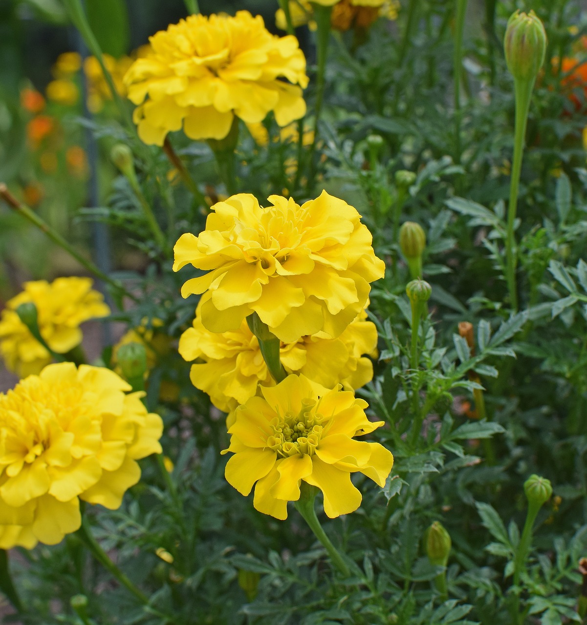 yellow marigold flower blossom free photo