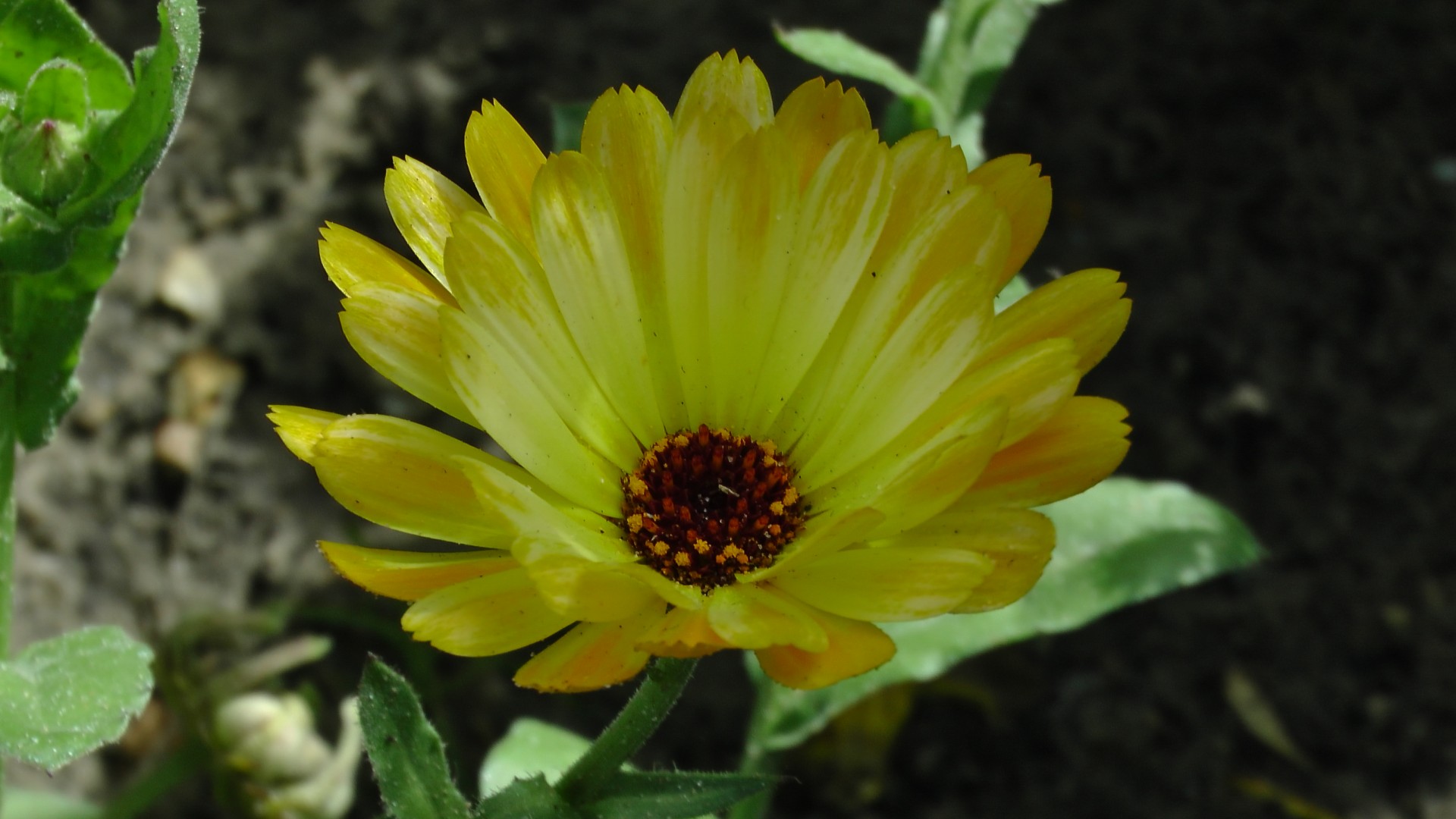 floral flower pattern yellow marigold flower marigold free photo