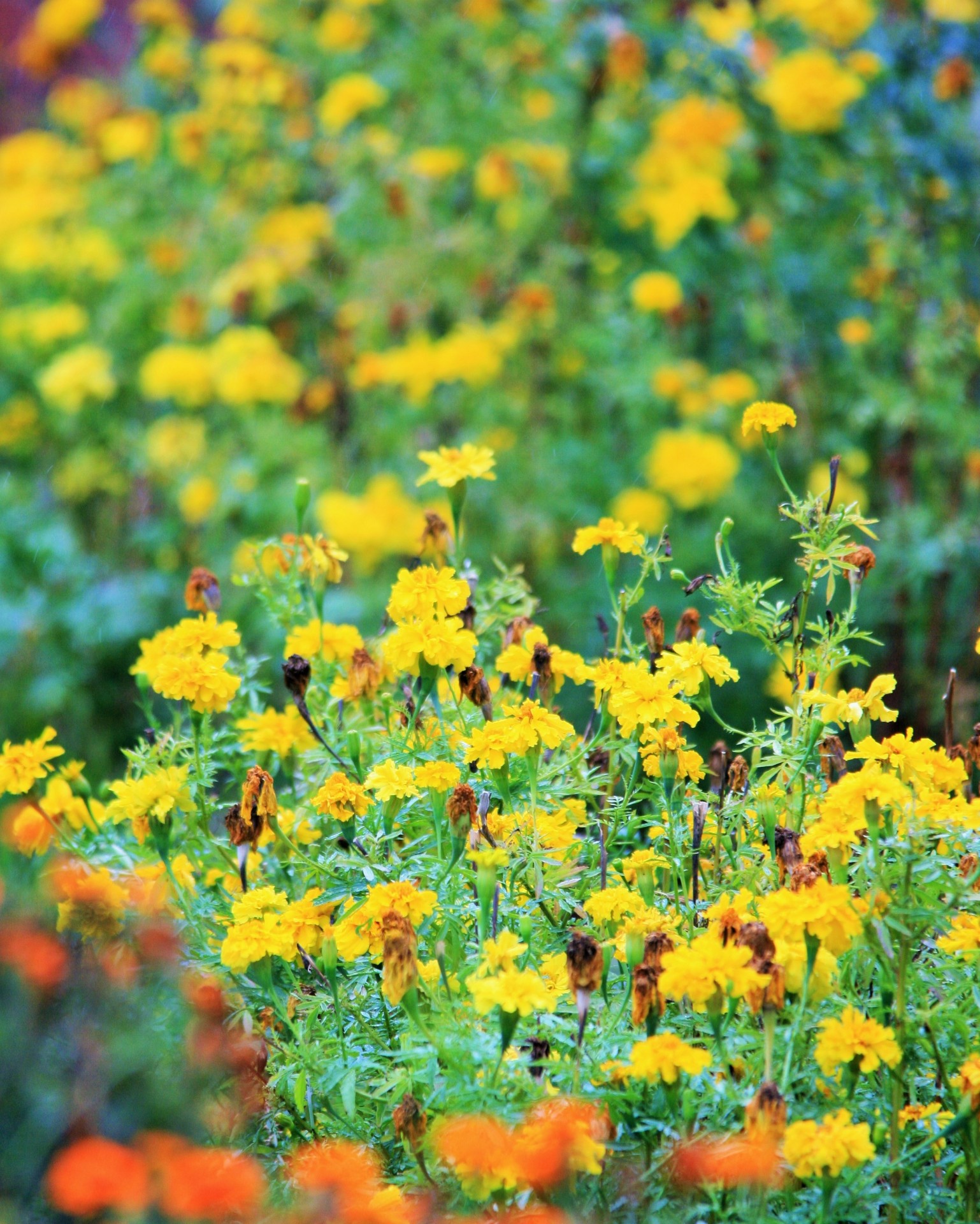 flowers marigolds yellow free photo