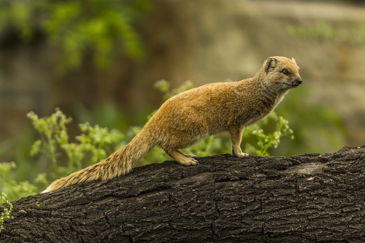 yellow mongoose red meerkat cute free photo