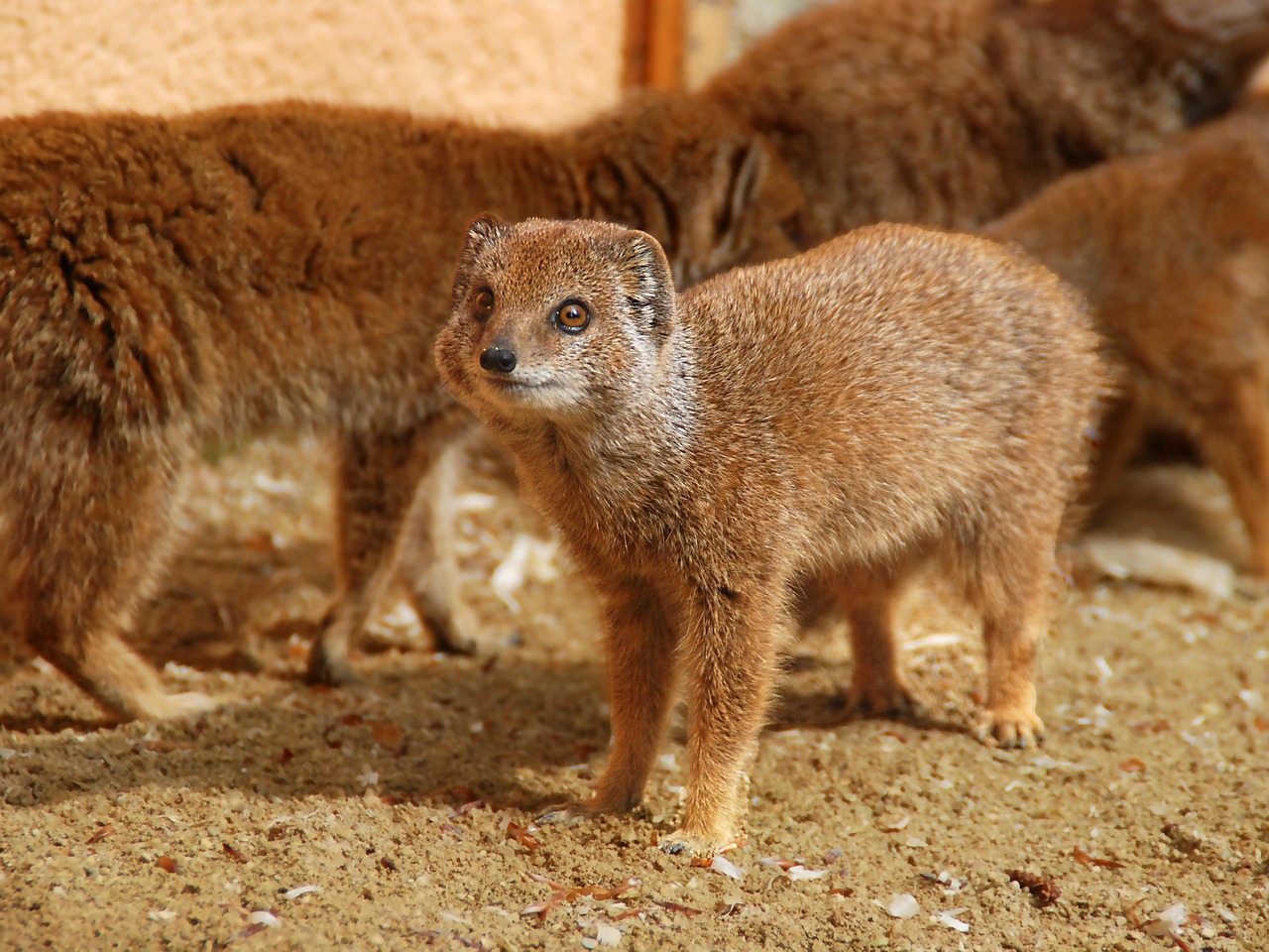 yellow mongoose animal mammal free photo