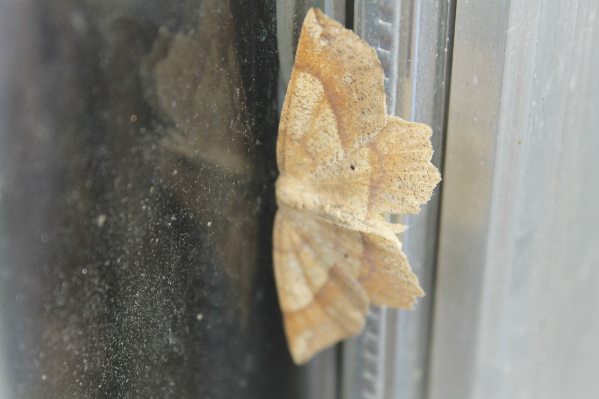 yellow moth yellow moth on screen free photo