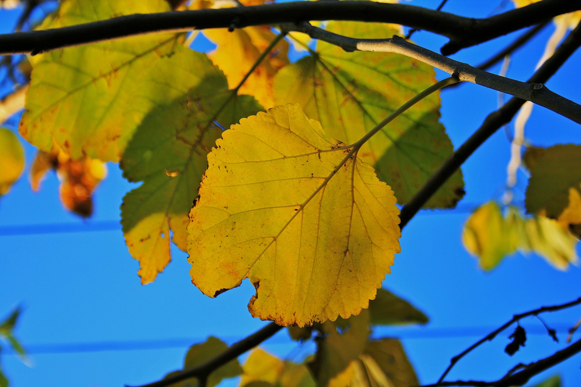 leaves yellow sky free photo