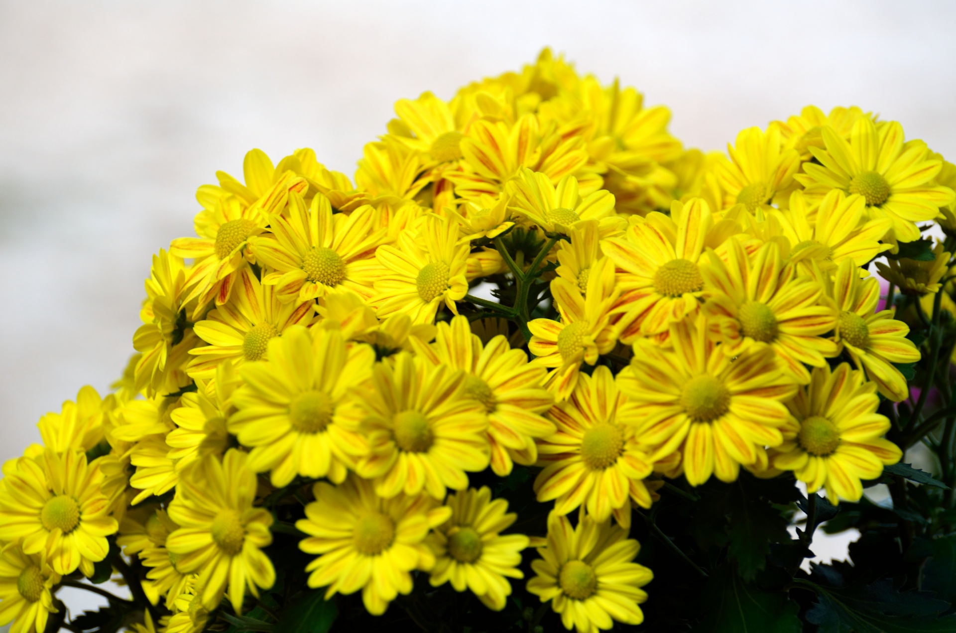 mums yellow flowers free photo