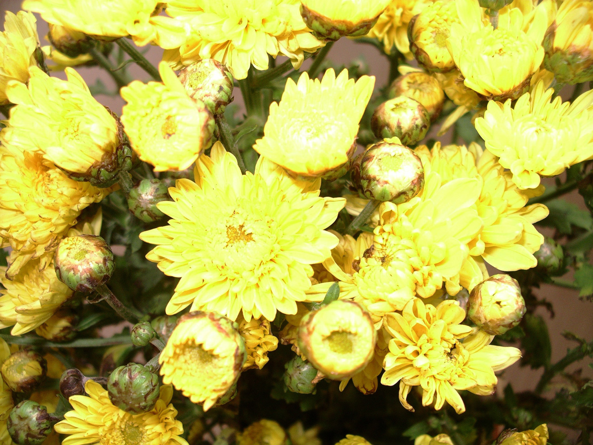 mums yellow yellow mums free photo