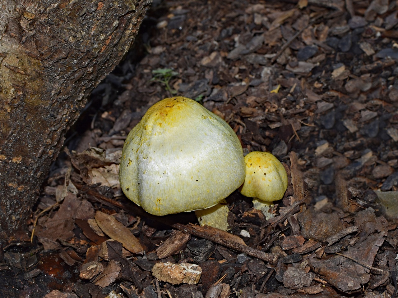 yellow mushrooms fungi forest floor free photo