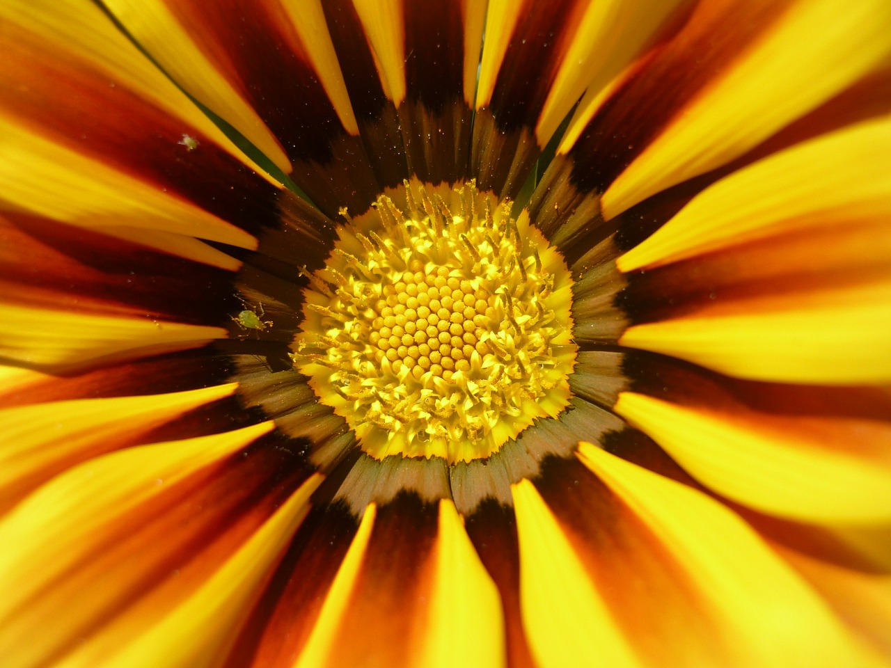 sun flower flower yellow free photo