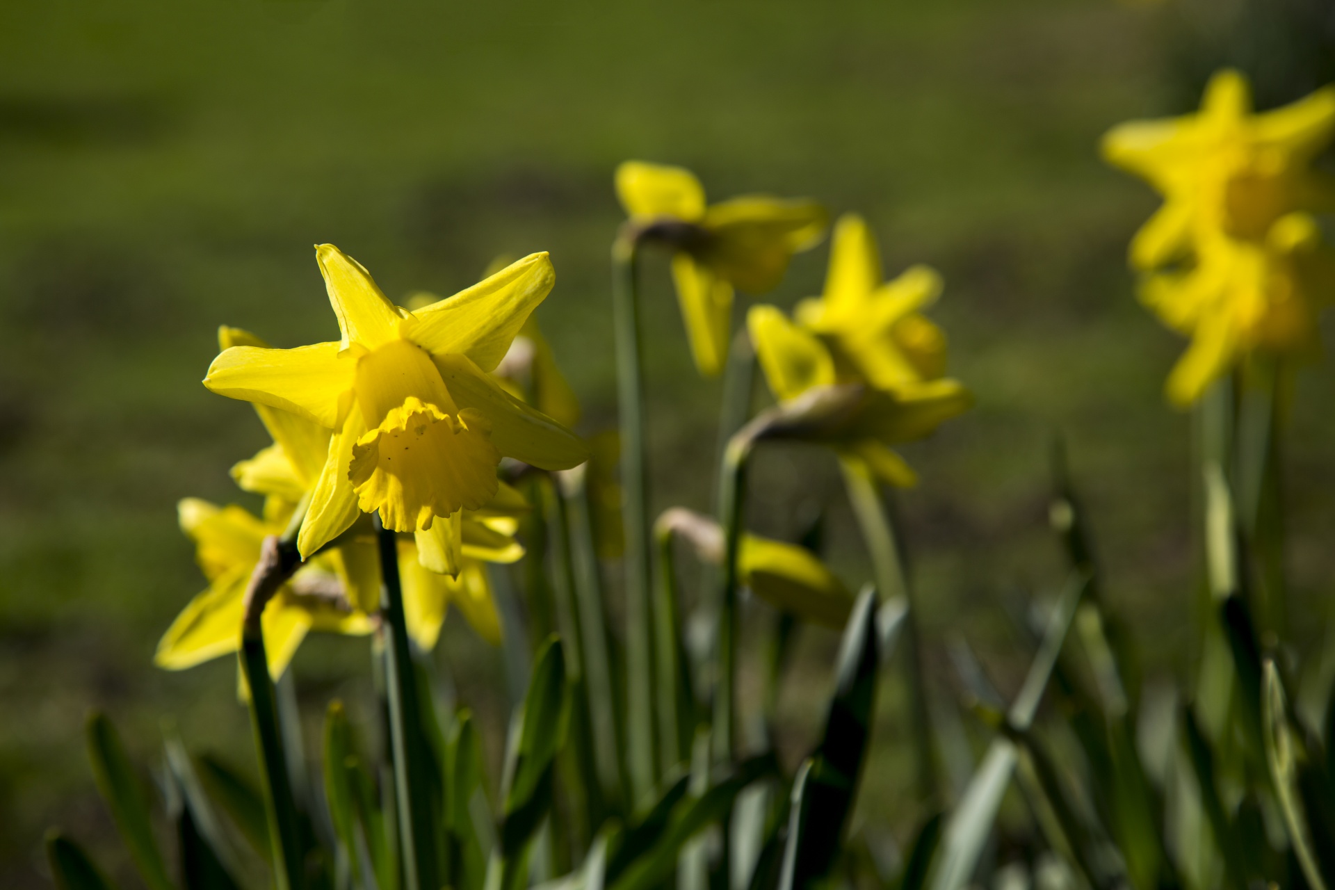 yellow flower flowers free photo