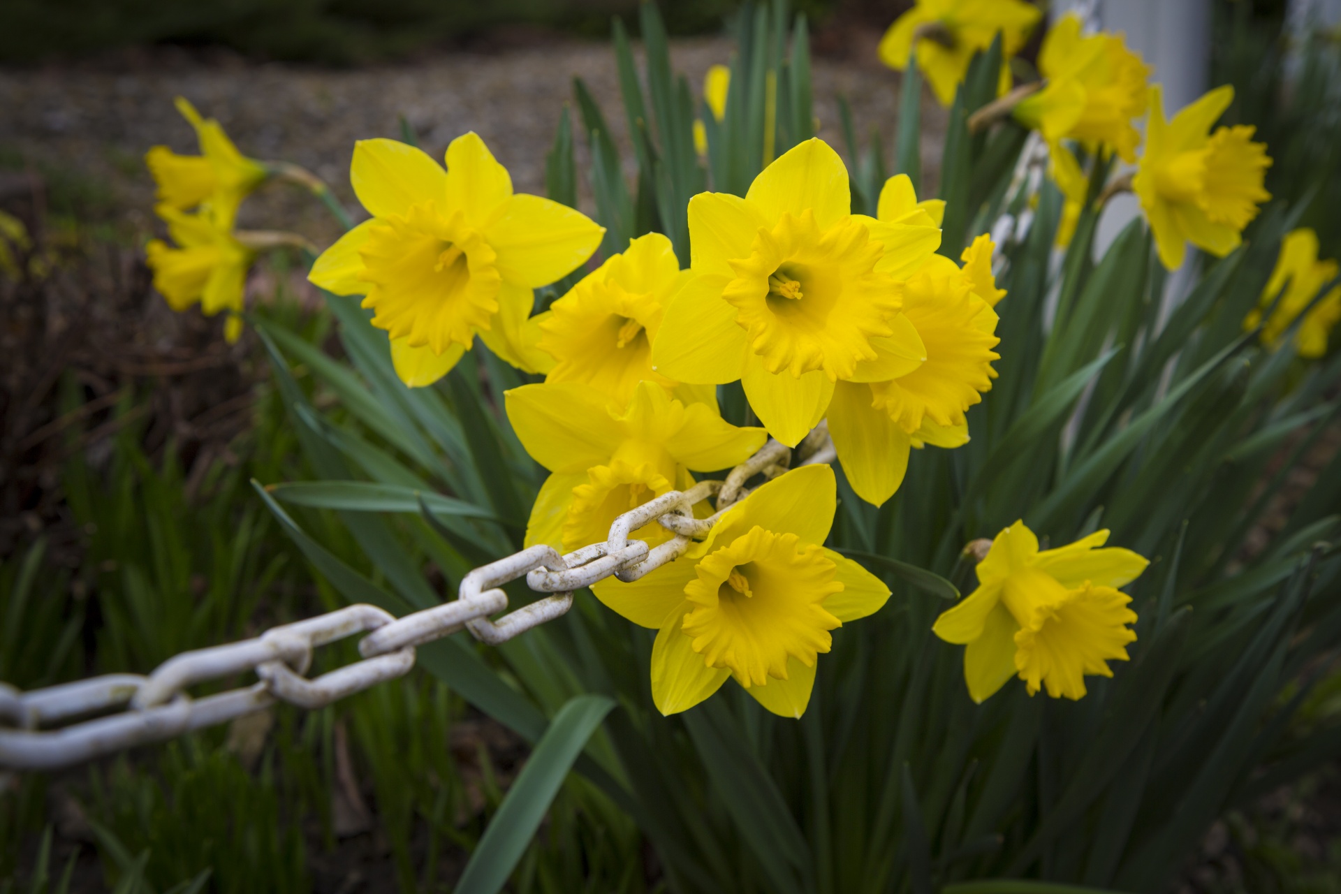 yellow flower flowers free photo