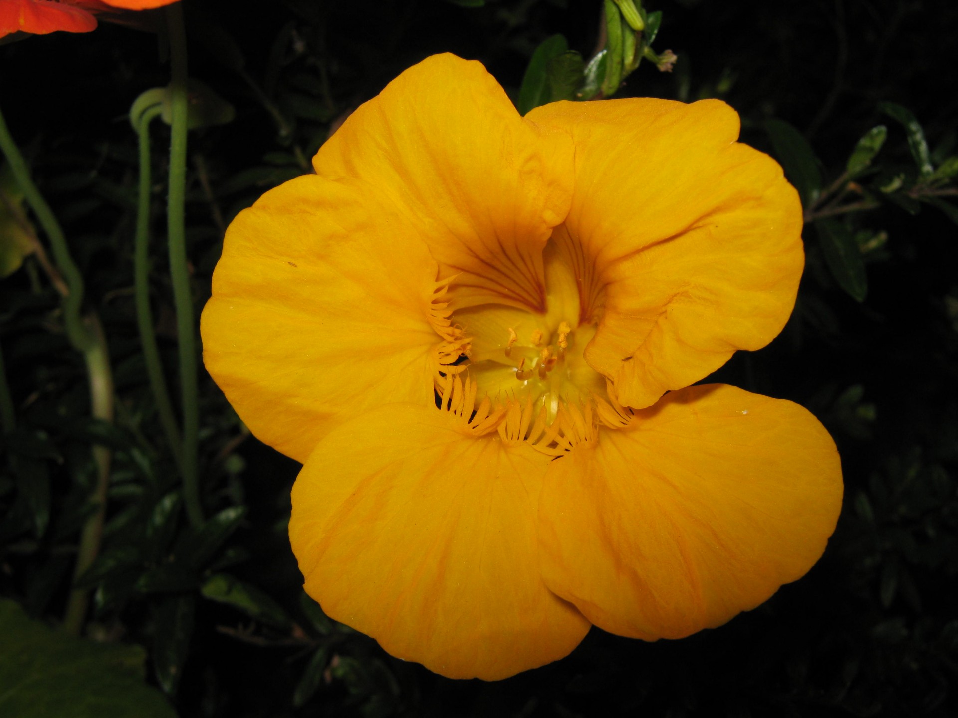 yellow nasturtium flower free photo